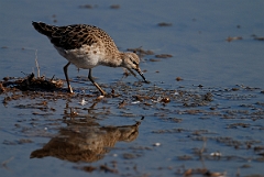 David Plant Photography - Wildlife Photography - Ruff - C